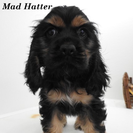 puppy, for, sale, Cocker Spaniel, Joe & Cherri  Overlease, dog, breeder, Miller, MO, dog-breeder, puppy-for-sale, forsale, nearby, find, puppyfind, locator, puppylocator, aca